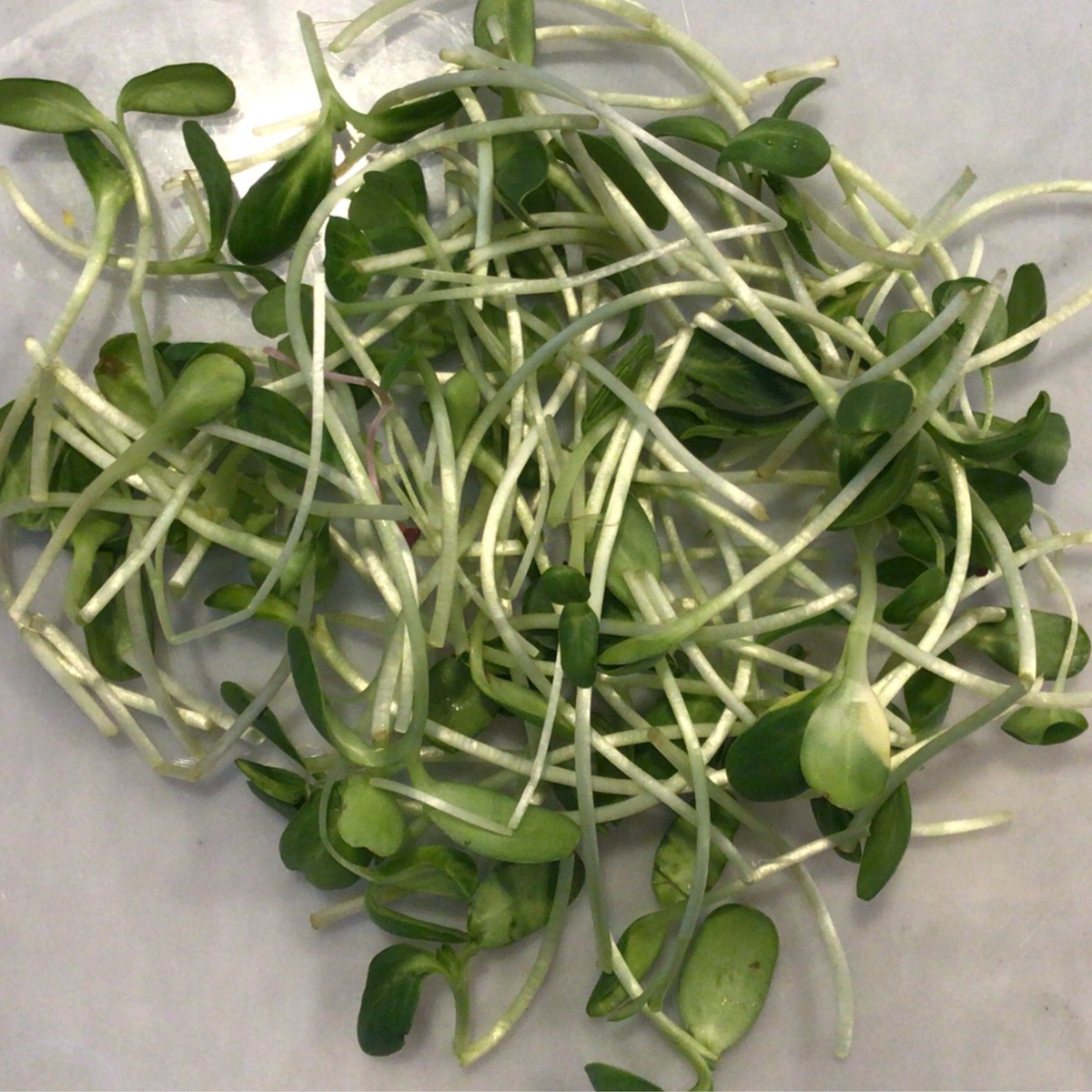 -- Mini Greens Salad Mix ($0.8/oz)