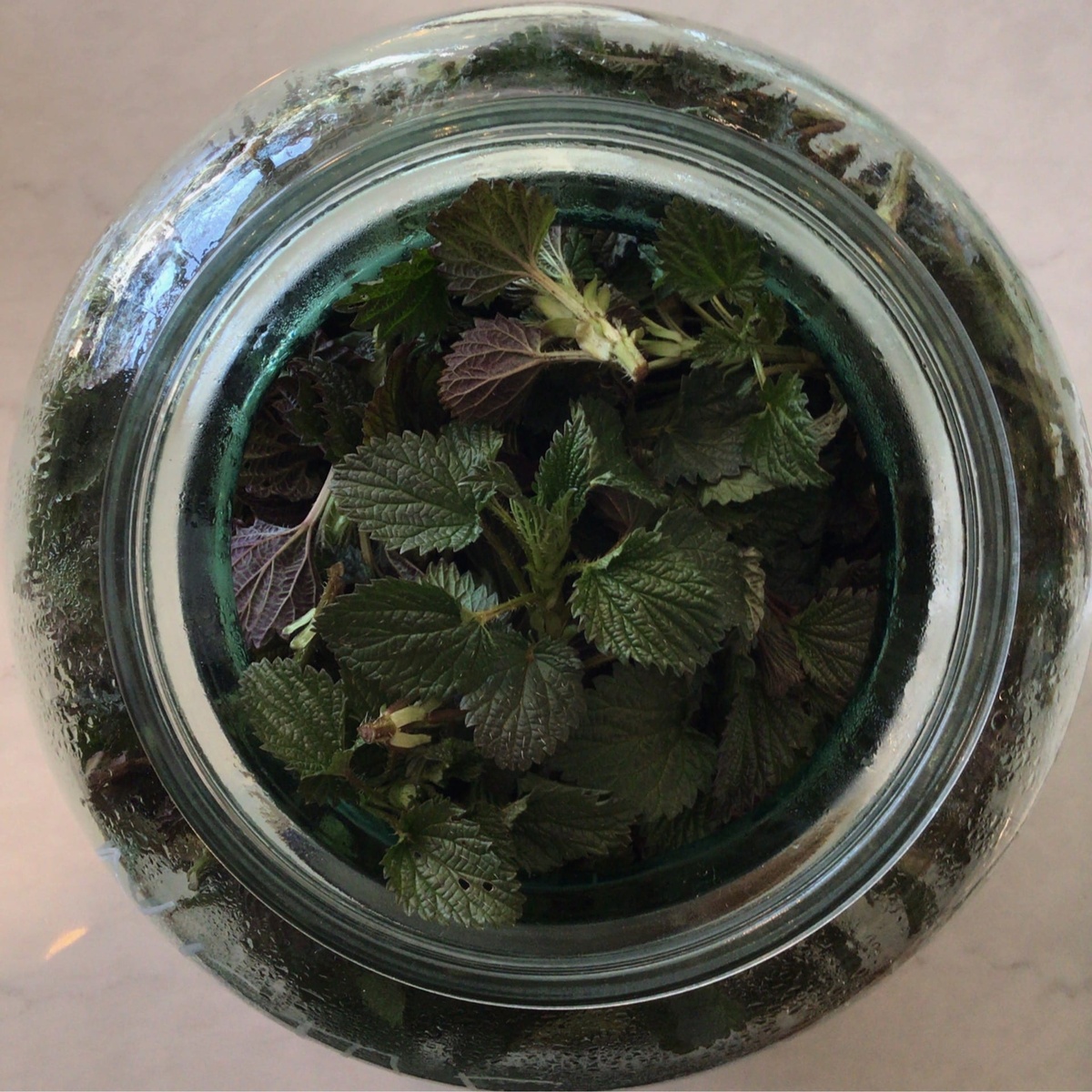 Meristem Farm Nettles, Organic, Fresh ($1.3/oz)