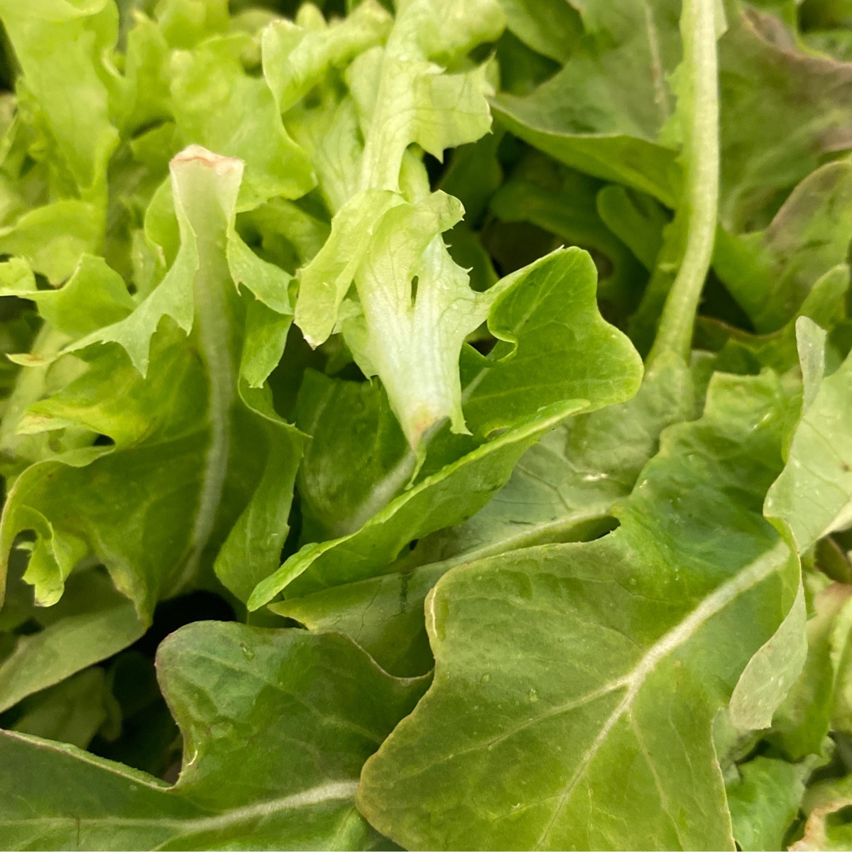 Long Walk Farm Salanova Lettuce Mix ($0.9/oz)