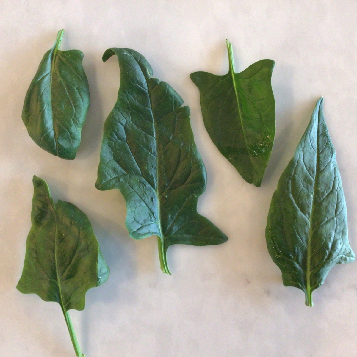 Meristem Farm Spinach, Organic ($1.1/oz)