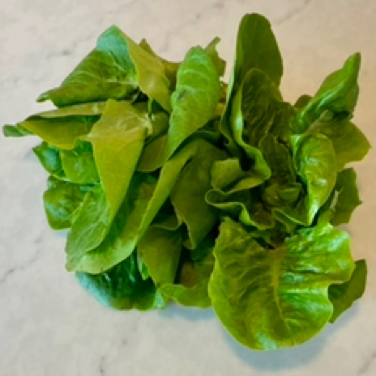 Long Walk Farm Winter Density Lettuce Head (90c/oz)