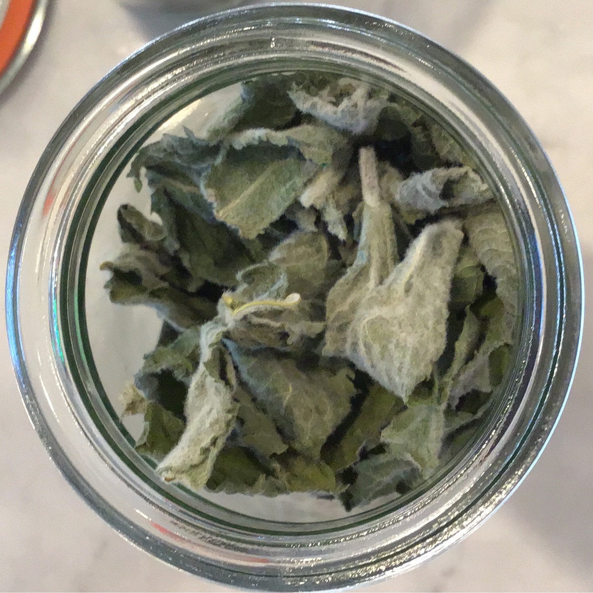 exist green Apple Mint, Dried, Local ($5/oz)