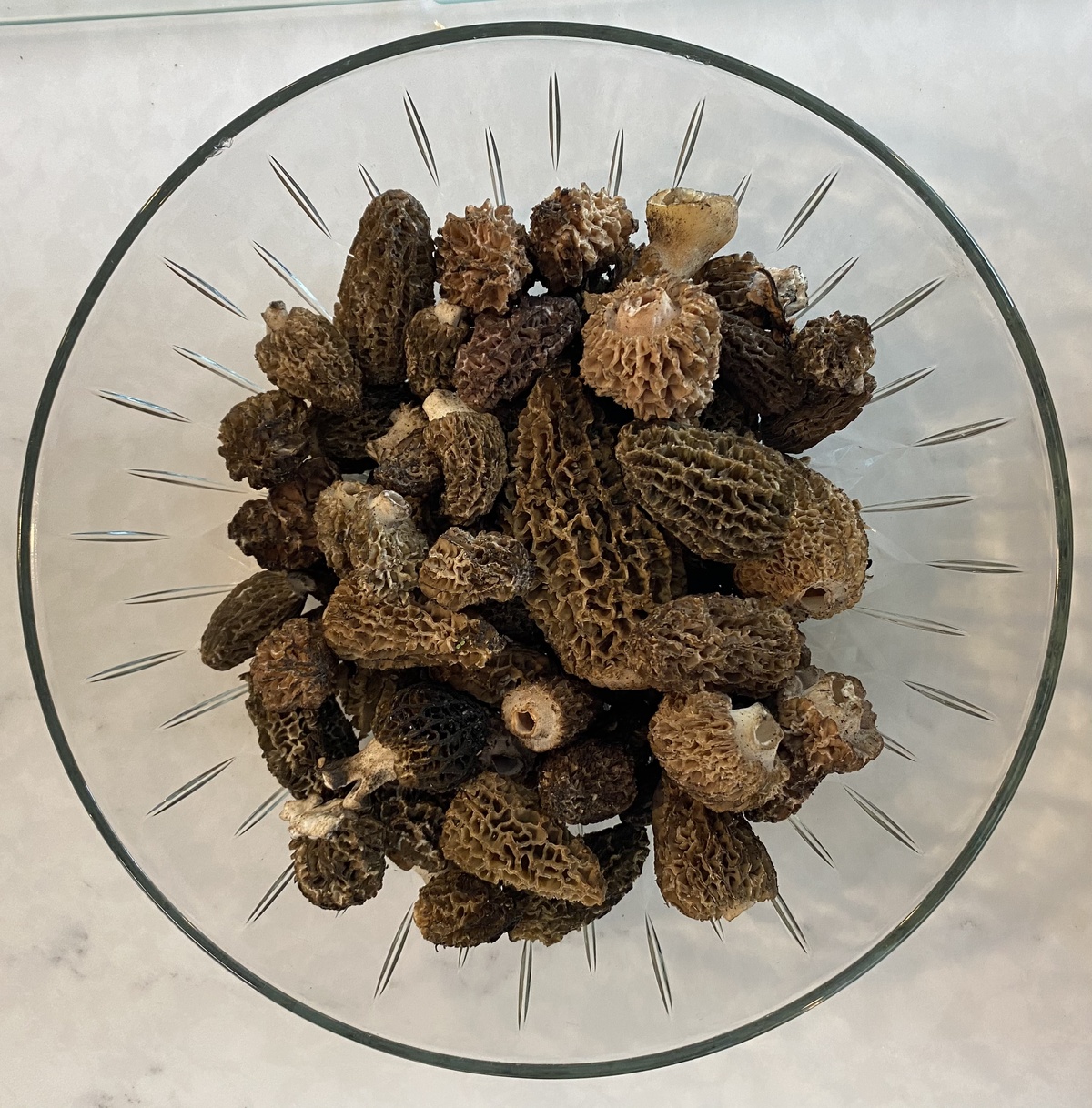 Pacific Northwest Foraged Morels, PNW Foraged ($3.7/oz)