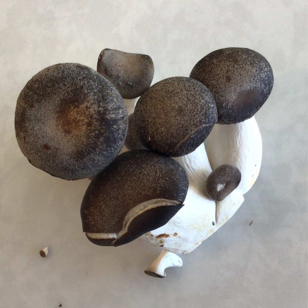 Flavor Country Farms Mushrooms, Black King ($1.2/oz)