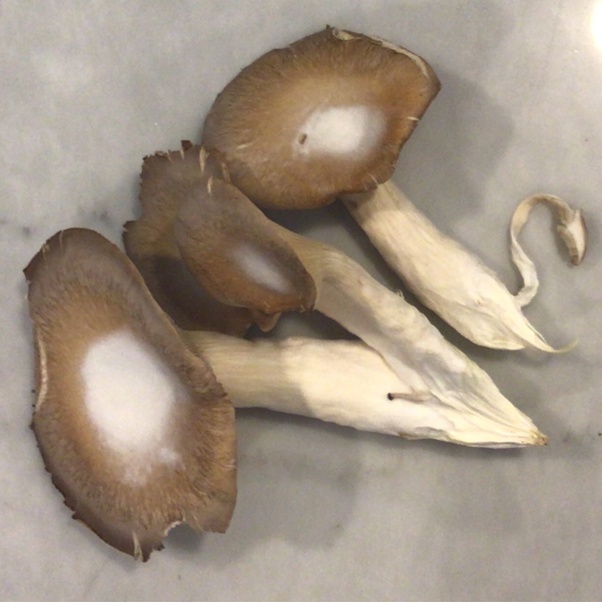 Flavor Country Farms Mushrooms, SALE Black King (90c/oz)
