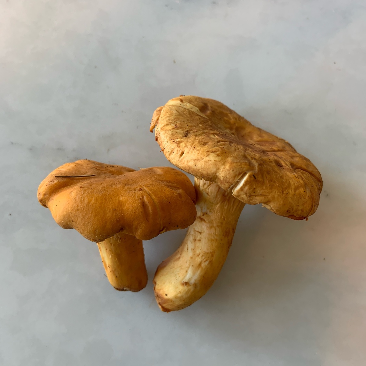 Foraged from the Pacific Northwest Mushrooms, Chanterelle ($3/oz)