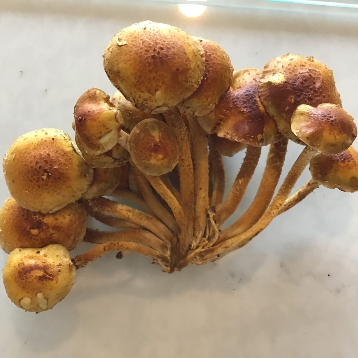 Flavor Country Farms Mushrooms, Chestnut package-free