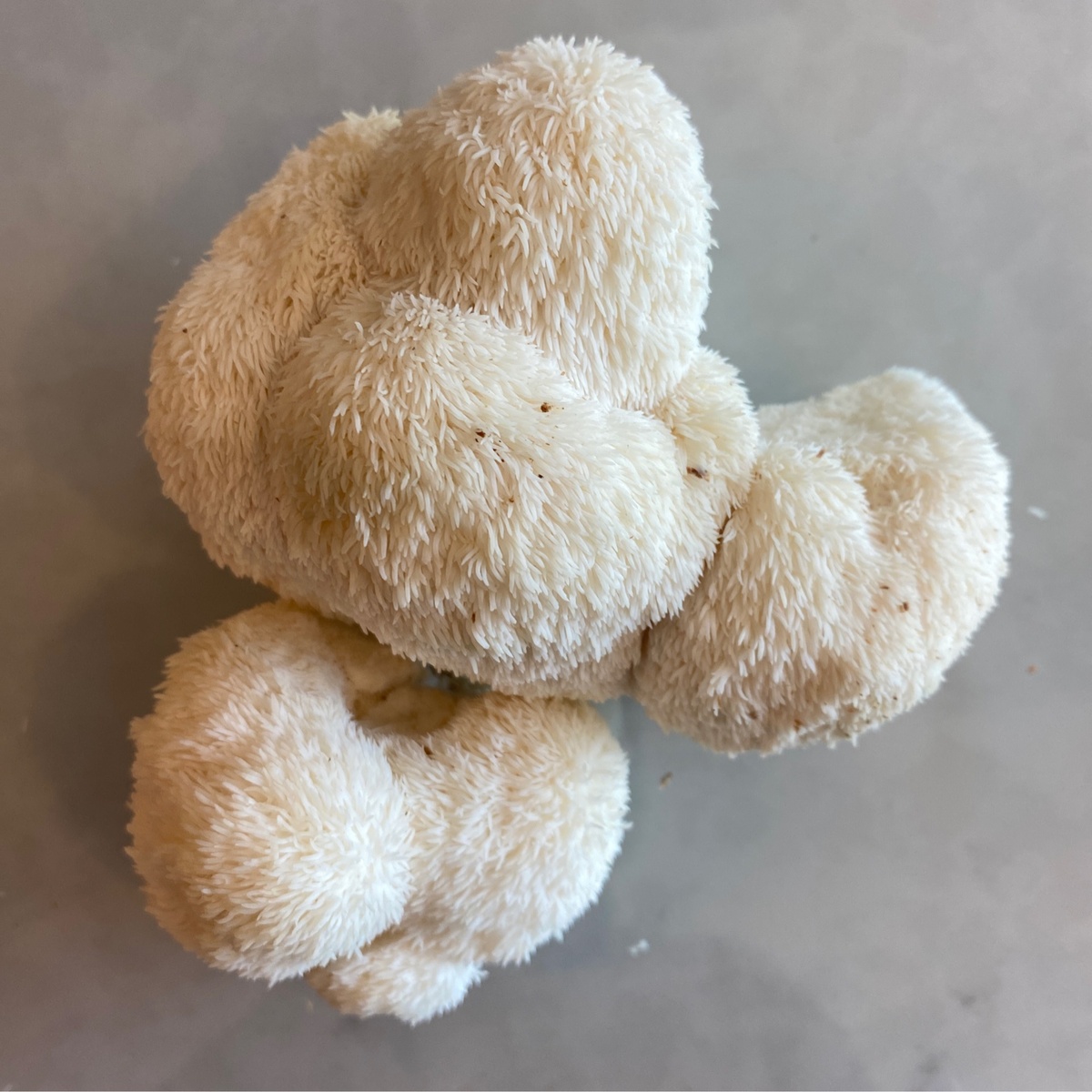 Flavor Country Farms Mushrooms, SALE Lions Mane (90c/oz)