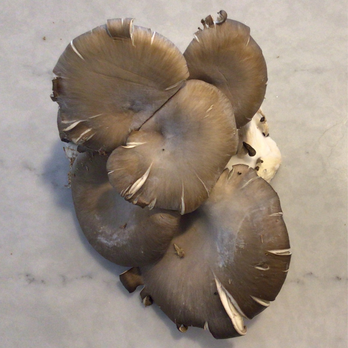 Flavor Country Farms Mushrooms, SALE Oyster (80c/oz)