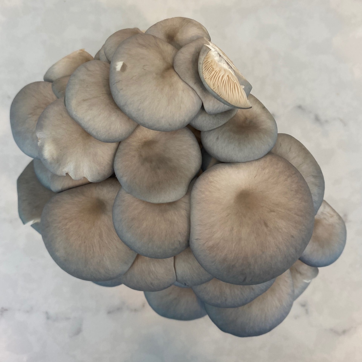 Flavor Country Farms Mushrooms, Oyster ($1/oz) plastic-free