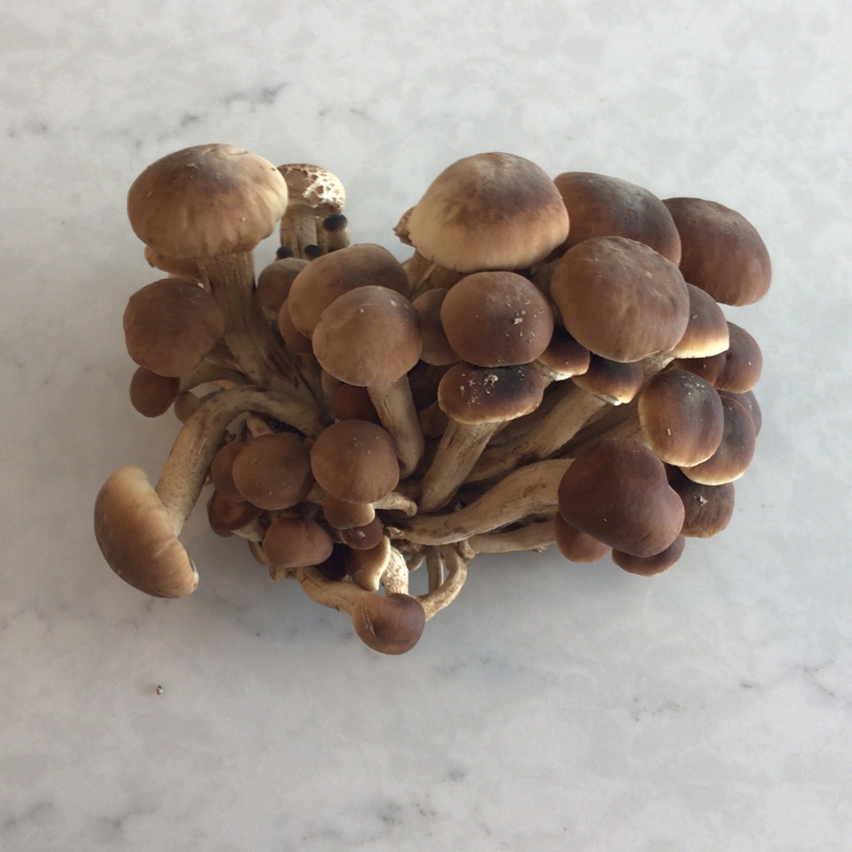 Flavor Country Farm Mushrooms, SALE Pioppino ($1/oz)