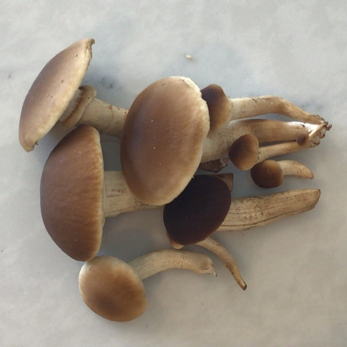 Flavor Country Farms Mushrooms, Pioppino ($1.2/oz)