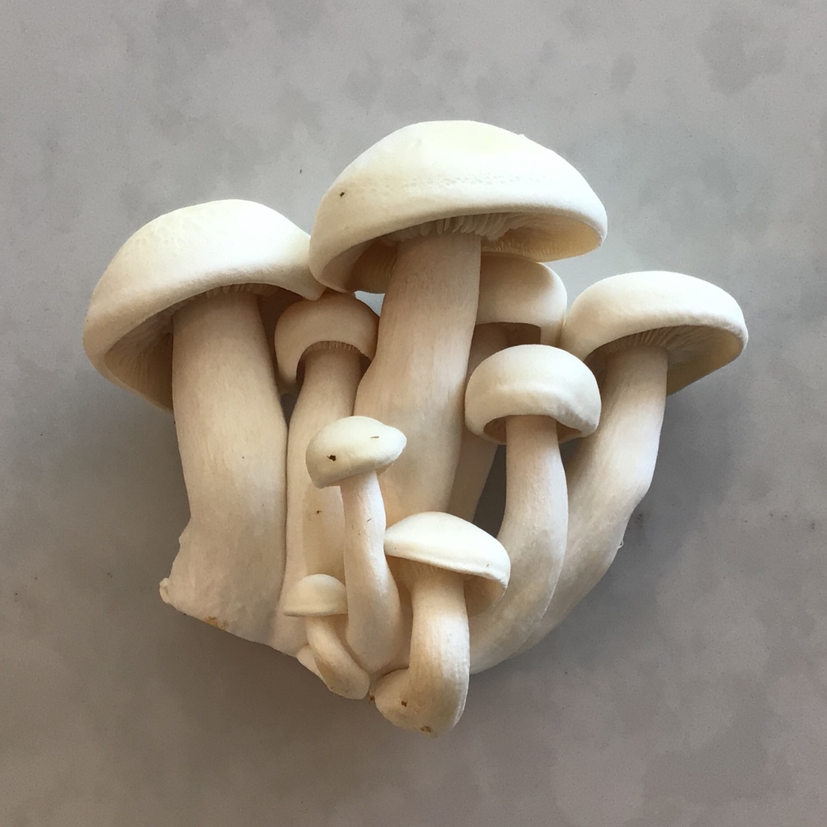Flavor Country Farms Mushrooms, White Beech ($1.10/oz)
