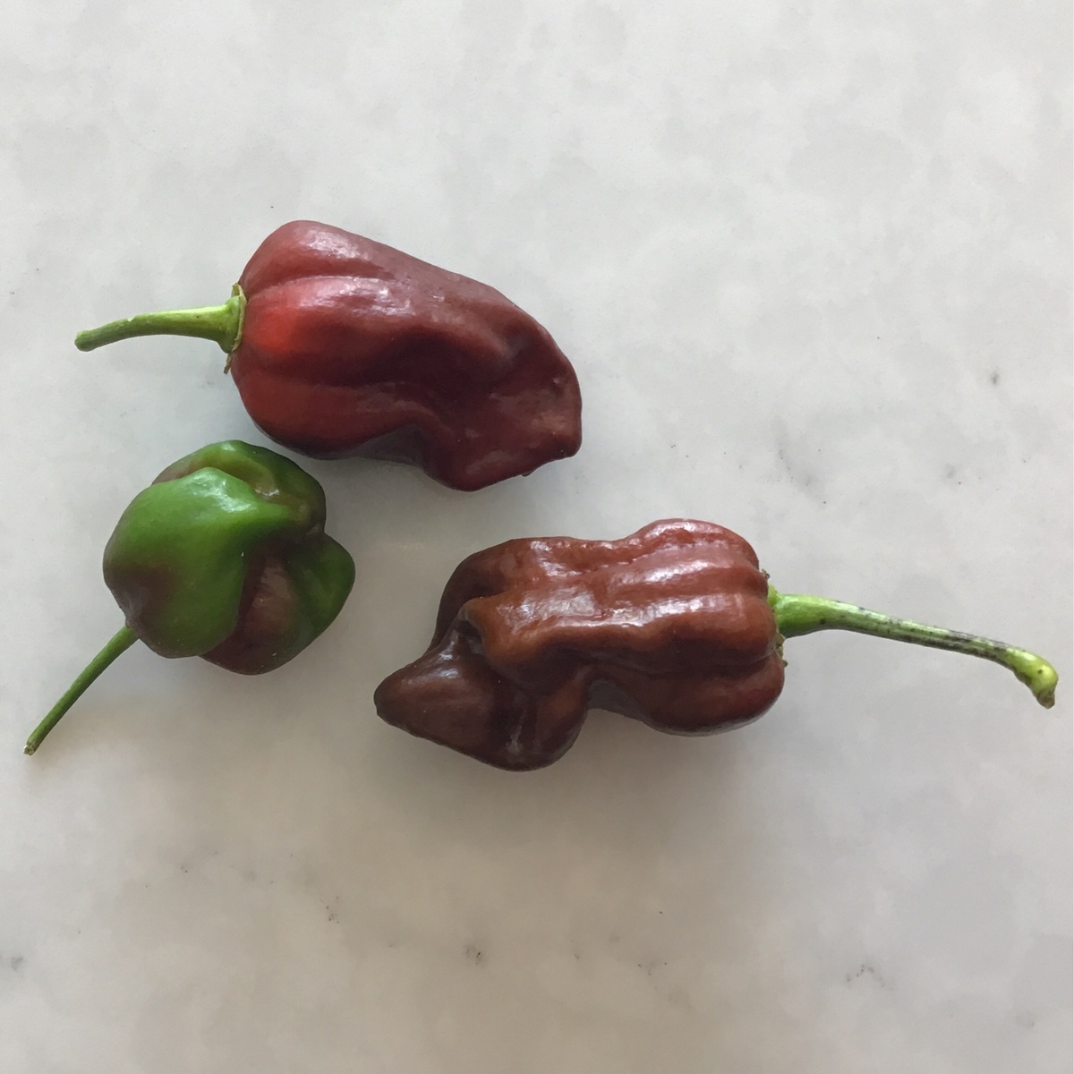 Chocolate Habanero Peppers ($1/oz) FPCHOCHAB01 Big Muddy Farm Chocolate Habanero Peppers ($1/oz)