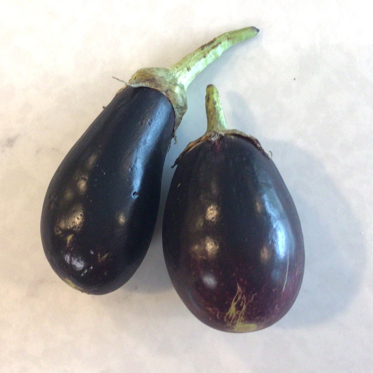 Benson Bounty Eggplant, Black Beauty