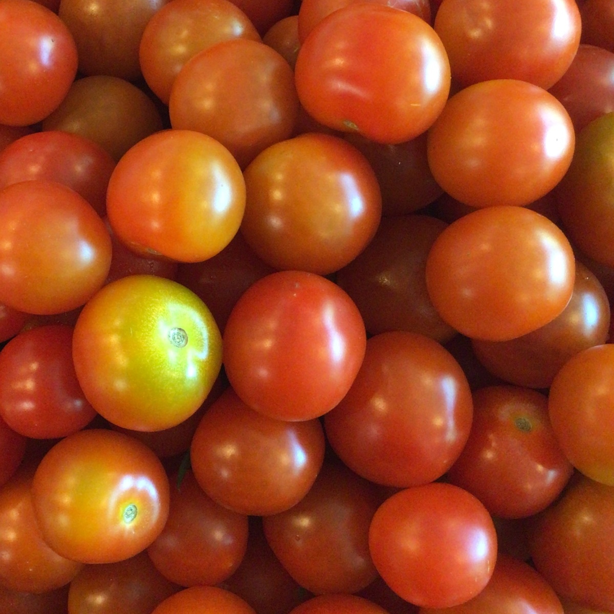Wolff Farm Tomatoes, Cherry, Organic (per pint)