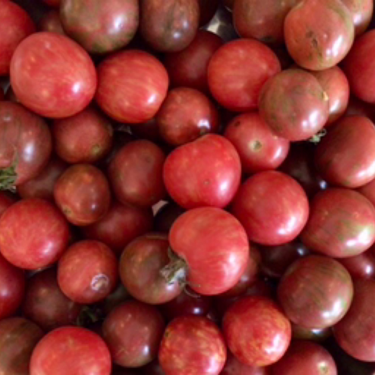Avert Vertical Cultivation Tomatoes, Cherry, Red