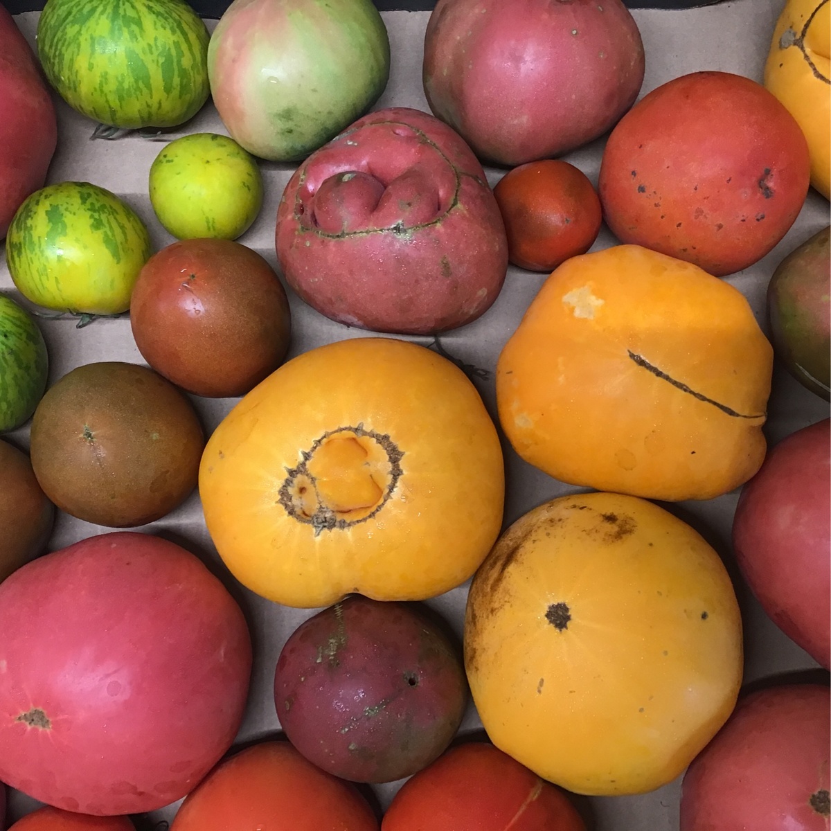 Meristem Farm Tomatoes, Heirloom, USDA Organic