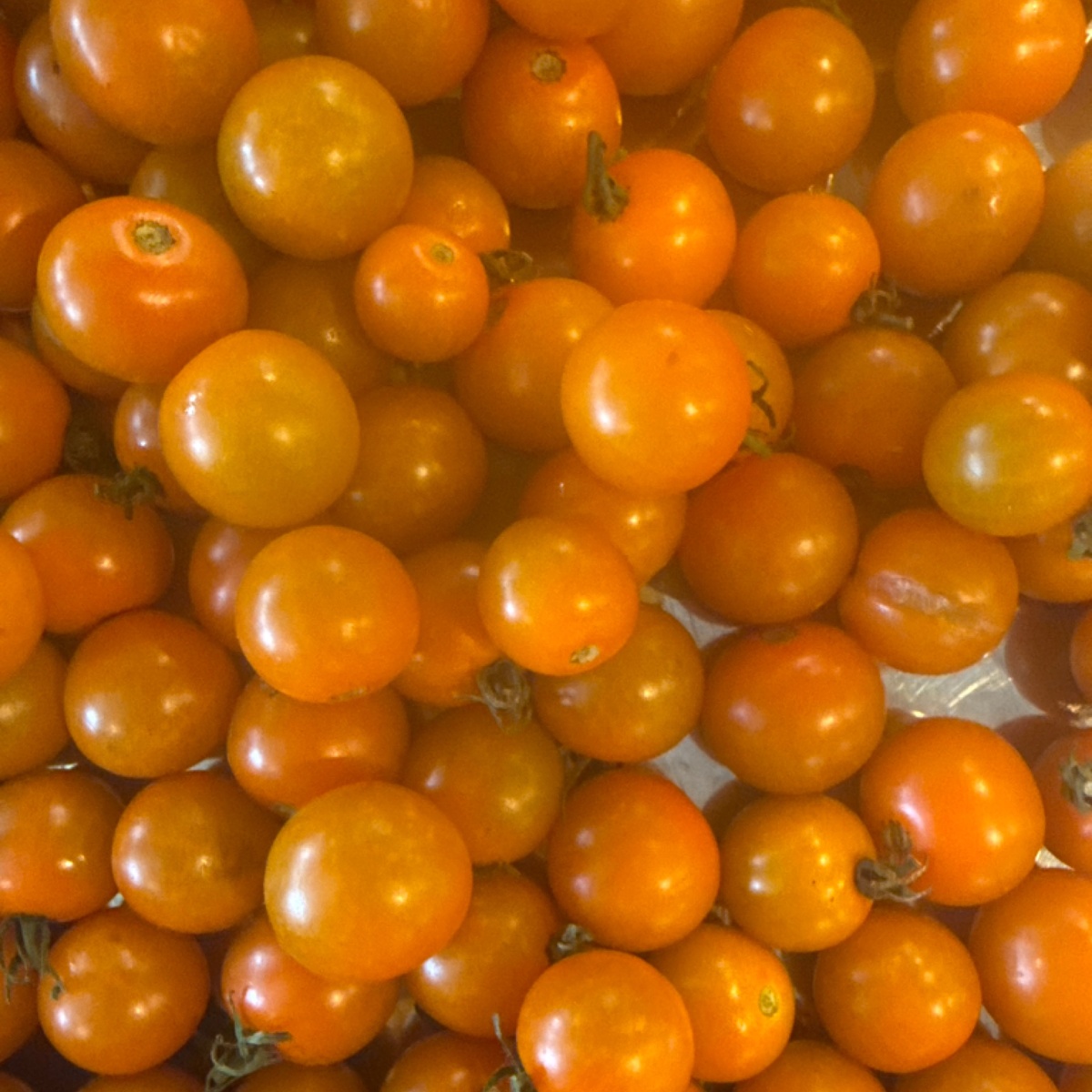 Miller Dohrmann Farm Tomatoes, Sungold Cherry
