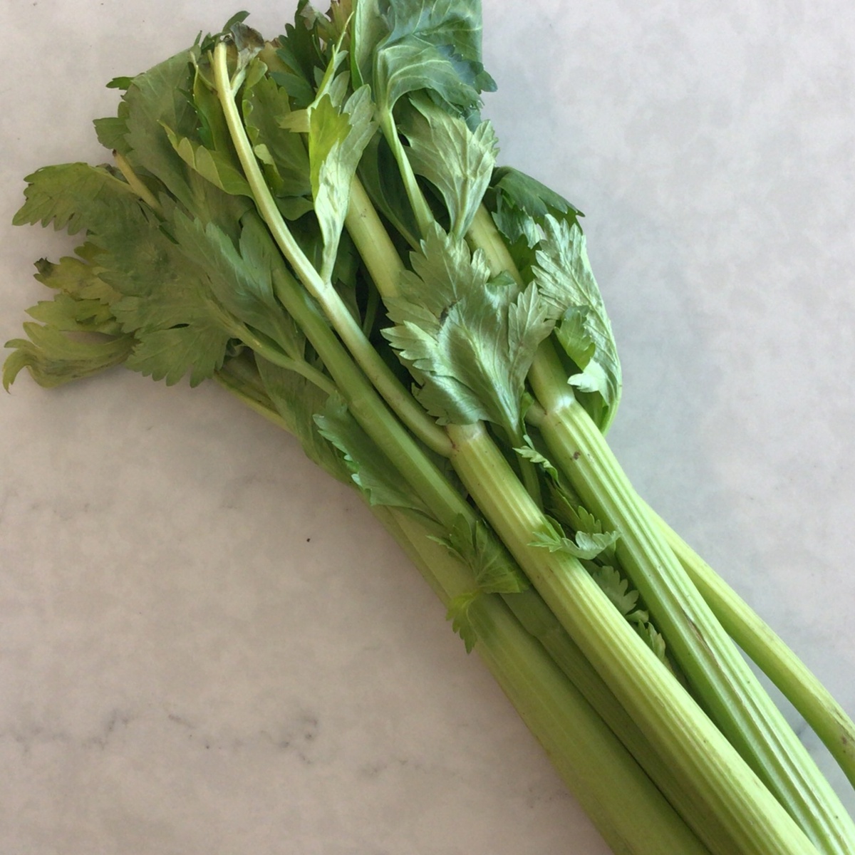 Celery (90c/oz) FPCELERY01 GreenStems Farm Celery (90c/oz)