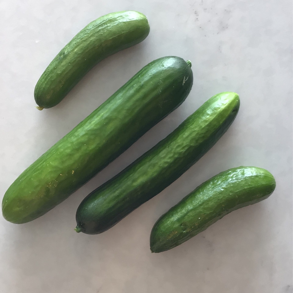 Wolff Farms Cucumbers, Pickling, Organic