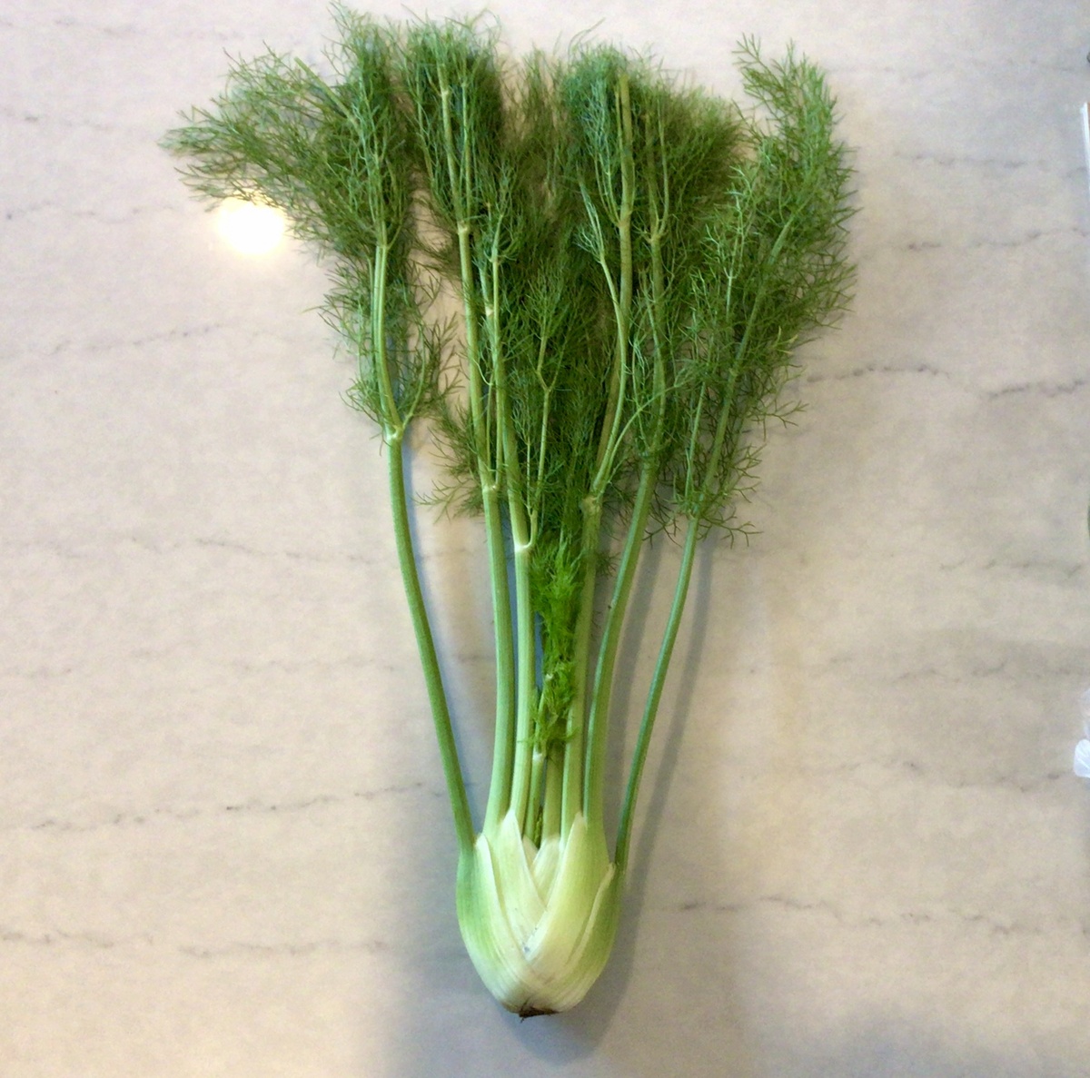 Long Walk Farm Fennel Bulbs, with Fronds (each)