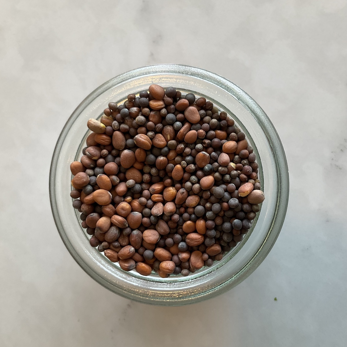 Mountain Rose Herbs Sprouting Seeds (for DIY Sprouts!), Multiple Varieties ($1.4-$4/oz) - image 4