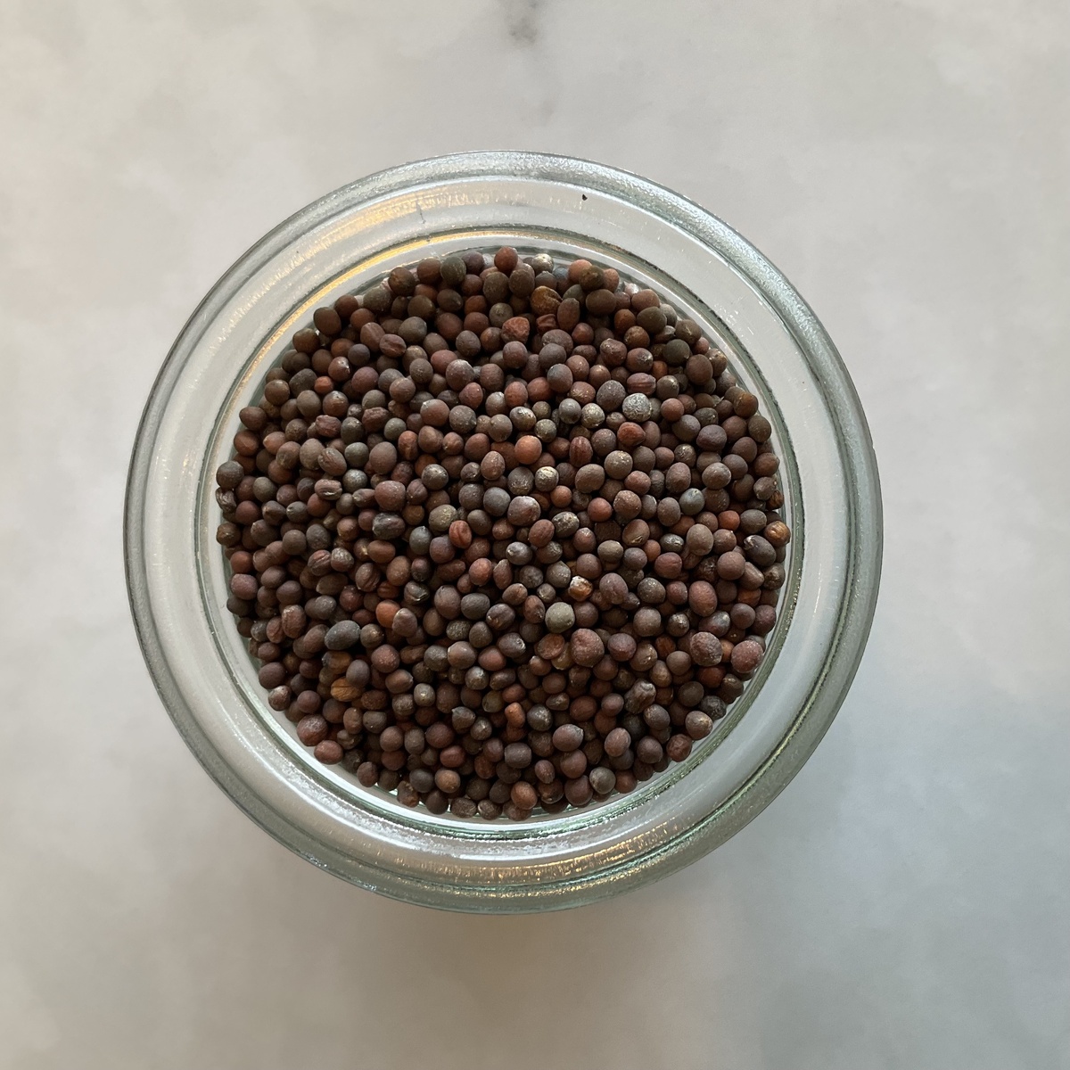 Mountain Rose Herbs Sprouting Seeds (for DIY Sprouts!), Multiple Varieties ($1.4-$4/oz) - image 5