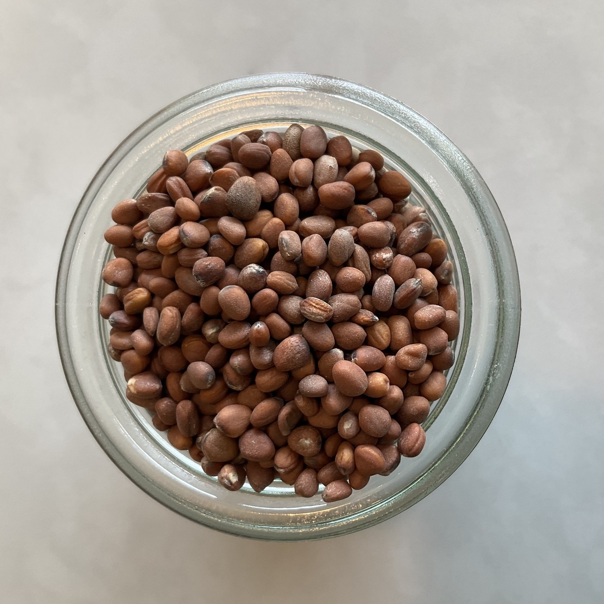 Mountain Rose Herbs Sprouting Seeds (for DIY Sprouts!), Multiple Varieties ($1.4-$4/oz) - image 3