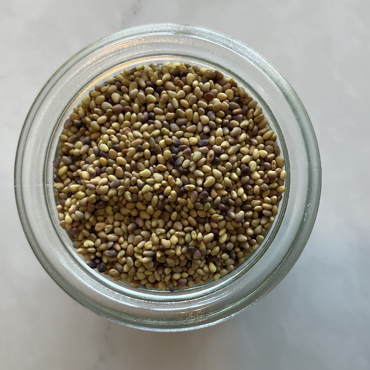 Mountain Rose Herbs Sprouting Seeds (for DIY Sprouts!), Multiple Varieties ($1.4-$4/oz) - image 2
