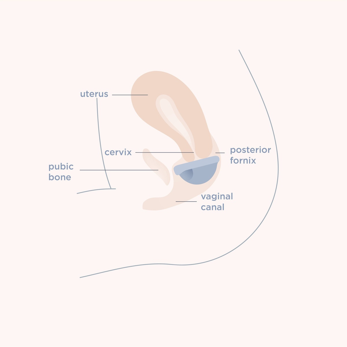 Saalt - Menstrual Disc Duo reusable - image 4