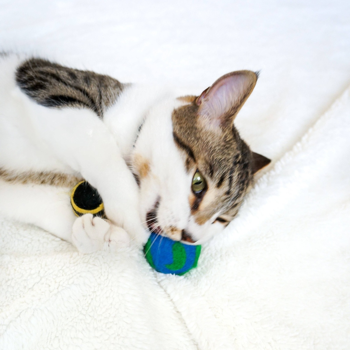 Friendsheep – “Cats For The Planet” Wool Eco Toys (Set of 3) CPPCATPLNT3 Friendsheep - "Cats For The Planet" Wool Eco Toys (Set of 3) plastic-free - image 3