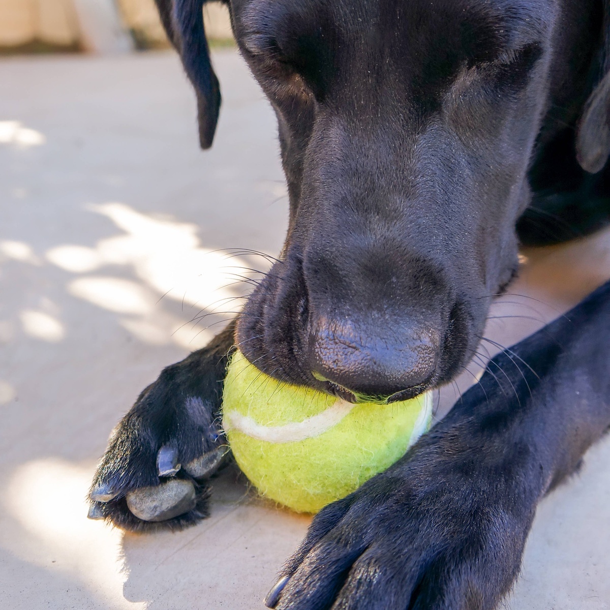 Friendsheep – Wool Tennis Ball Pet Toy Friendsheep - Wool Tennis Ball Pet Toy new zealand wool - image 8