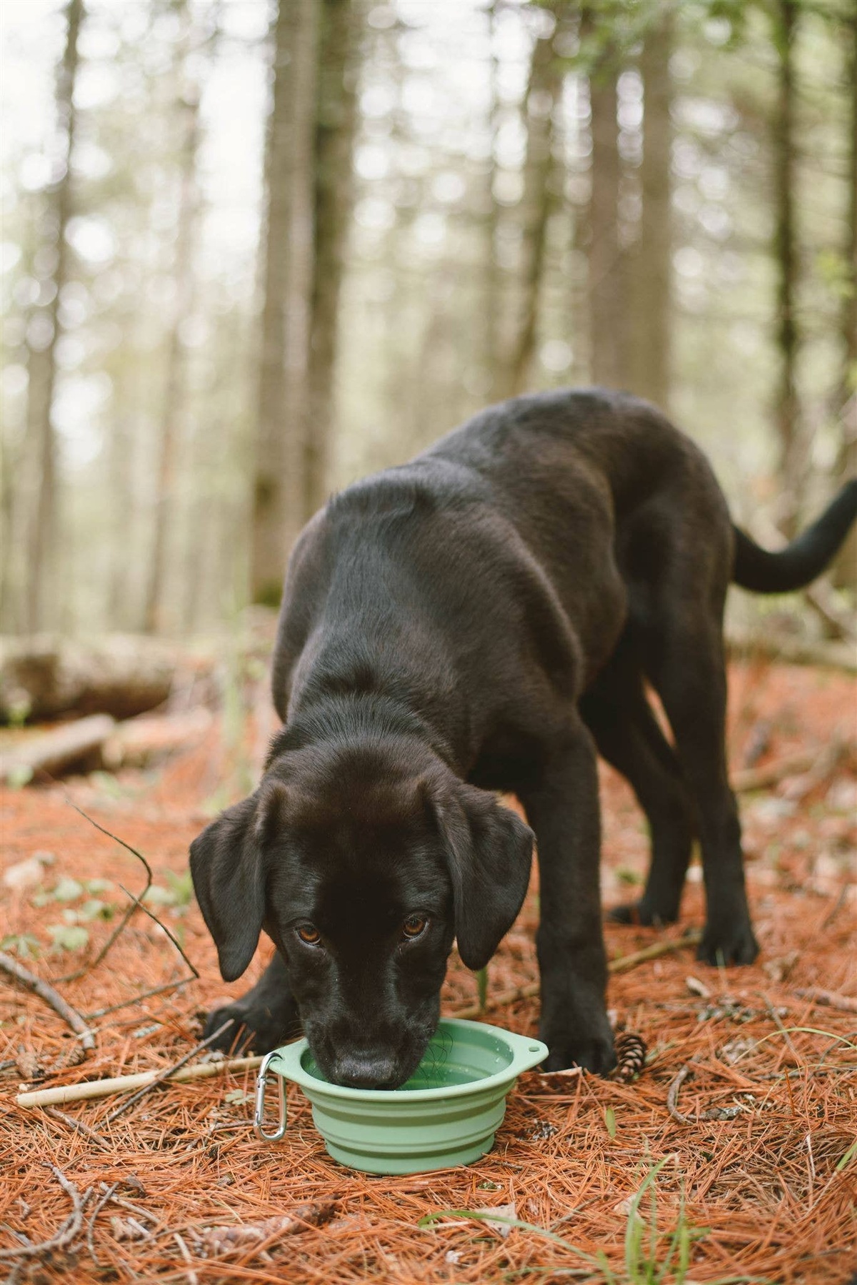 Me Mother Earth - Silicone Dog Bowl reusable - image 7