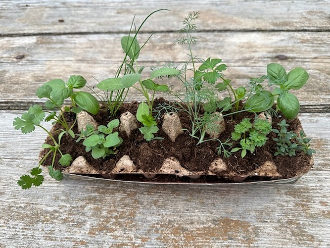 Meristem Farm - Organic Herb Garden Starter Pack certified organic farm - image 2