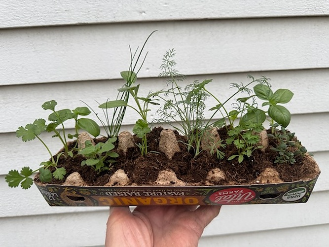 Meristem Farm - Organic Herb Garden Starter Pack certified organic farm
