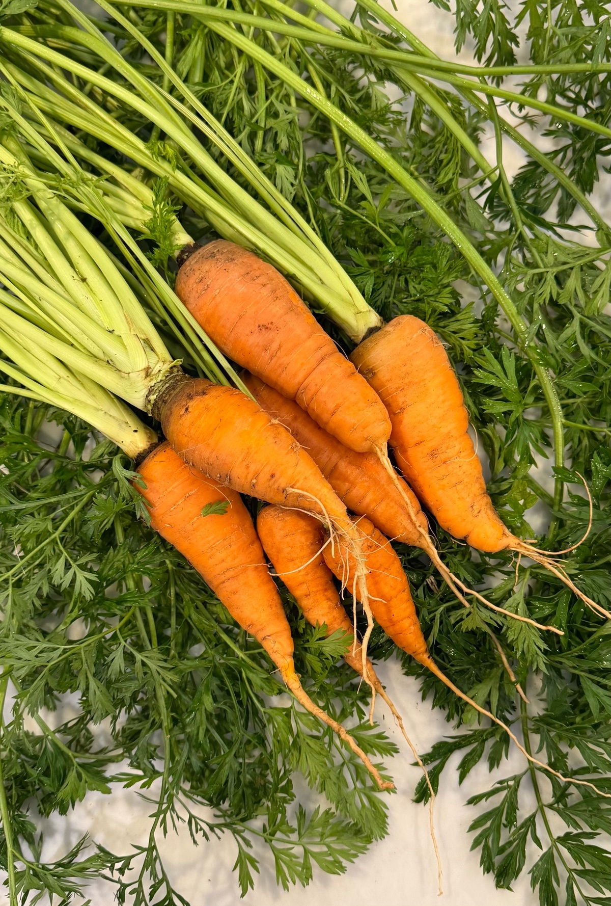 Exist Green Garden Carrots, Parisian