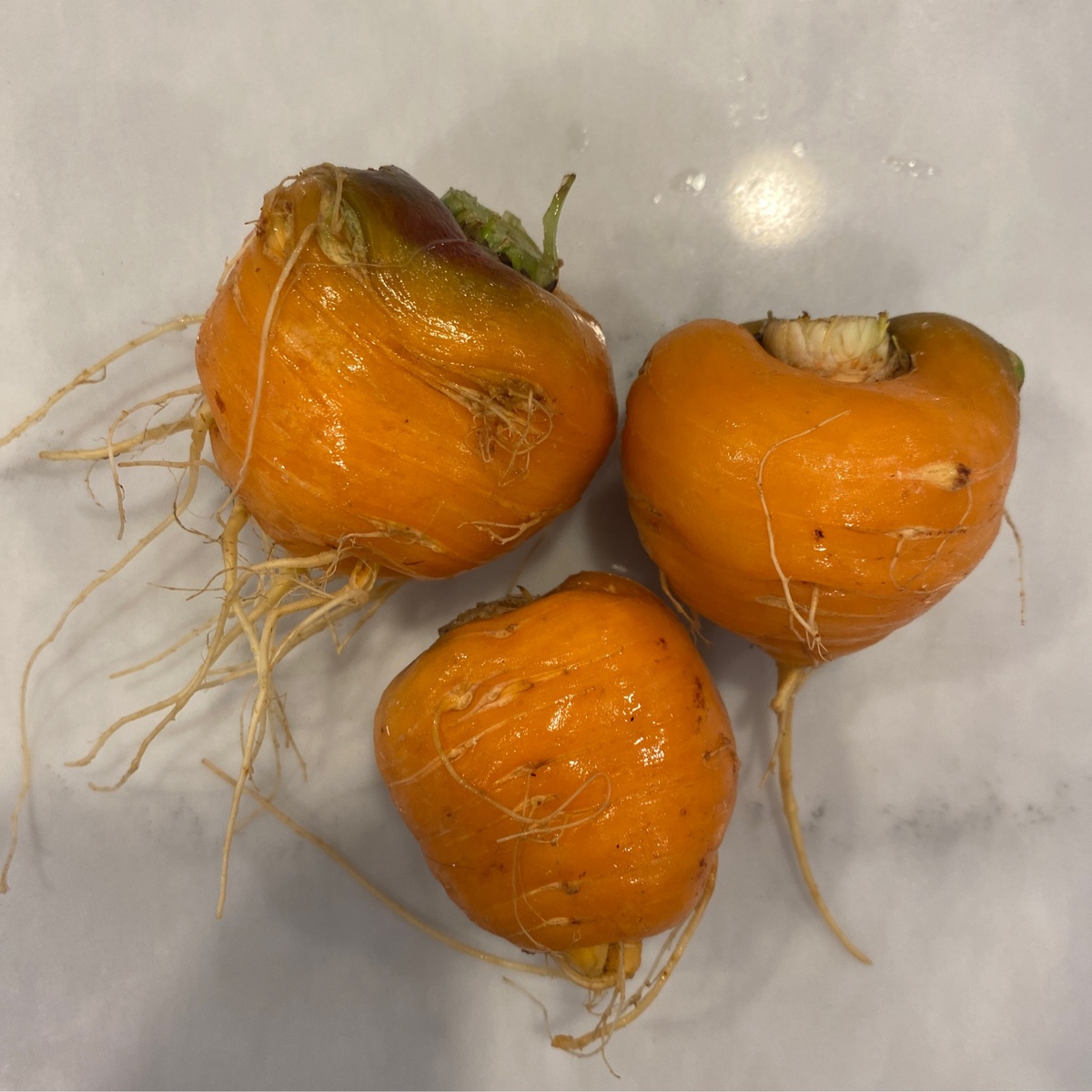 Long Walk Farm Carrots, Parisian