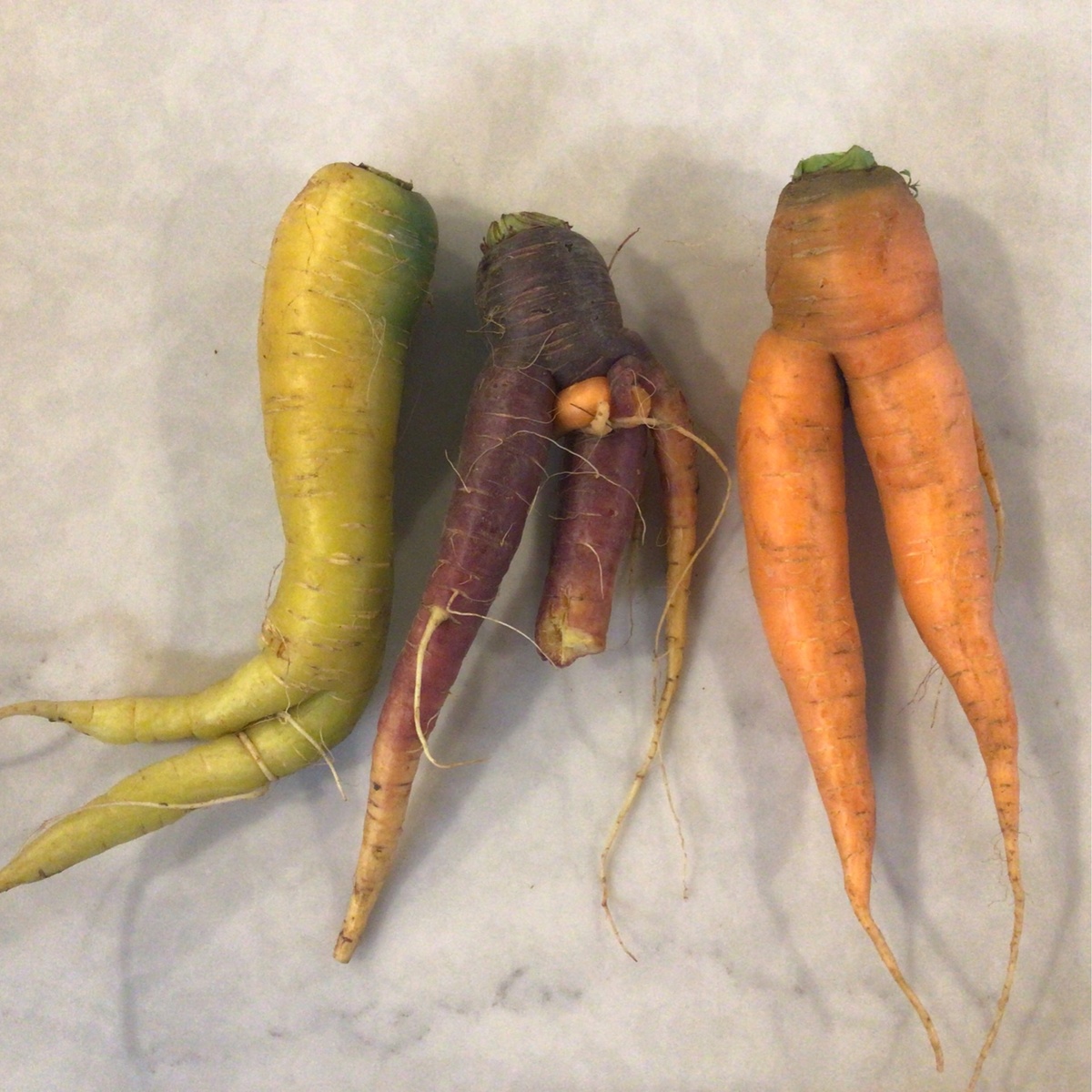 Pekarek's Produce Carrots, Rainbow certified organic