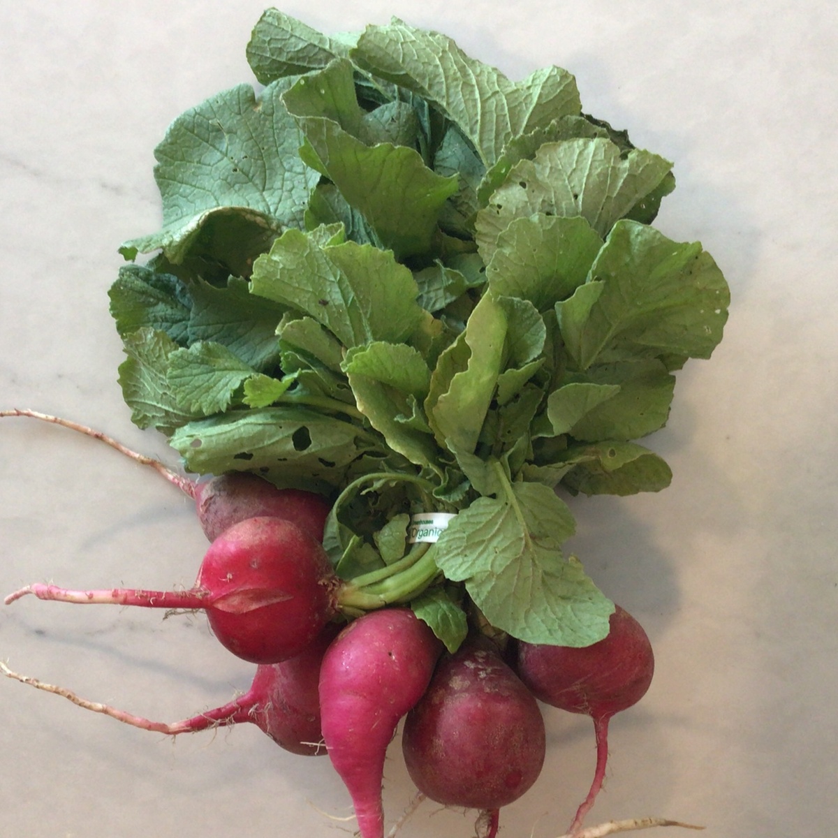 Robinette Farms Radishes, Red, Organic (per bunch)