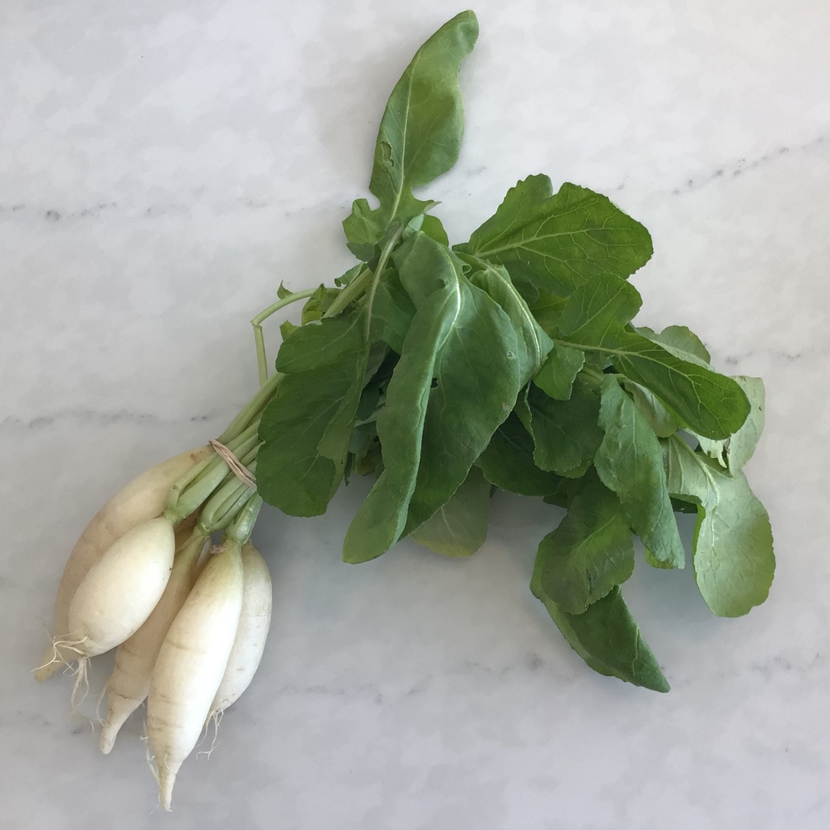 Sunny Eleven Farm Radishes, White Icicle, per Bunch