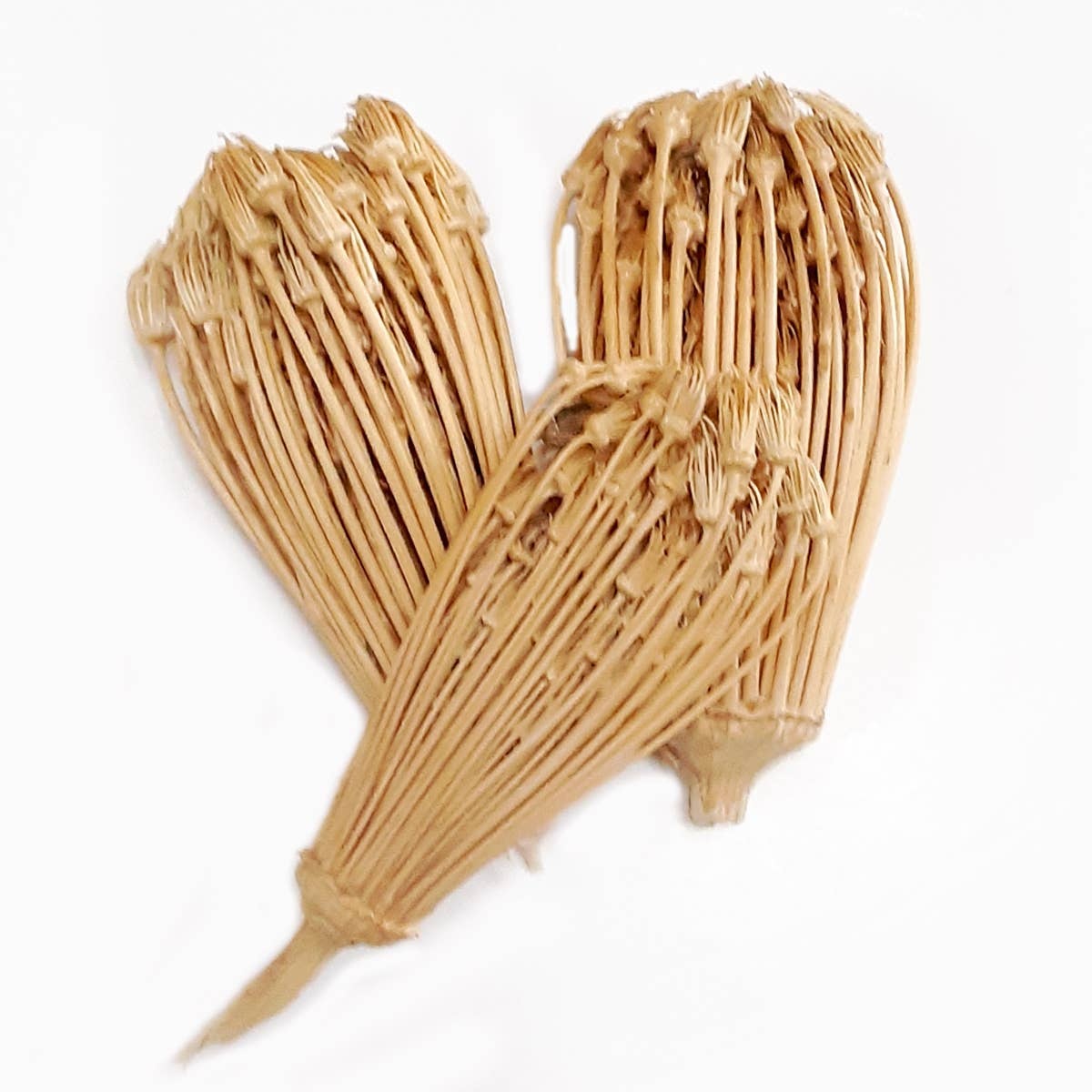 Ecomended SOLD OUT ecomended - Natural Toothpick Plant