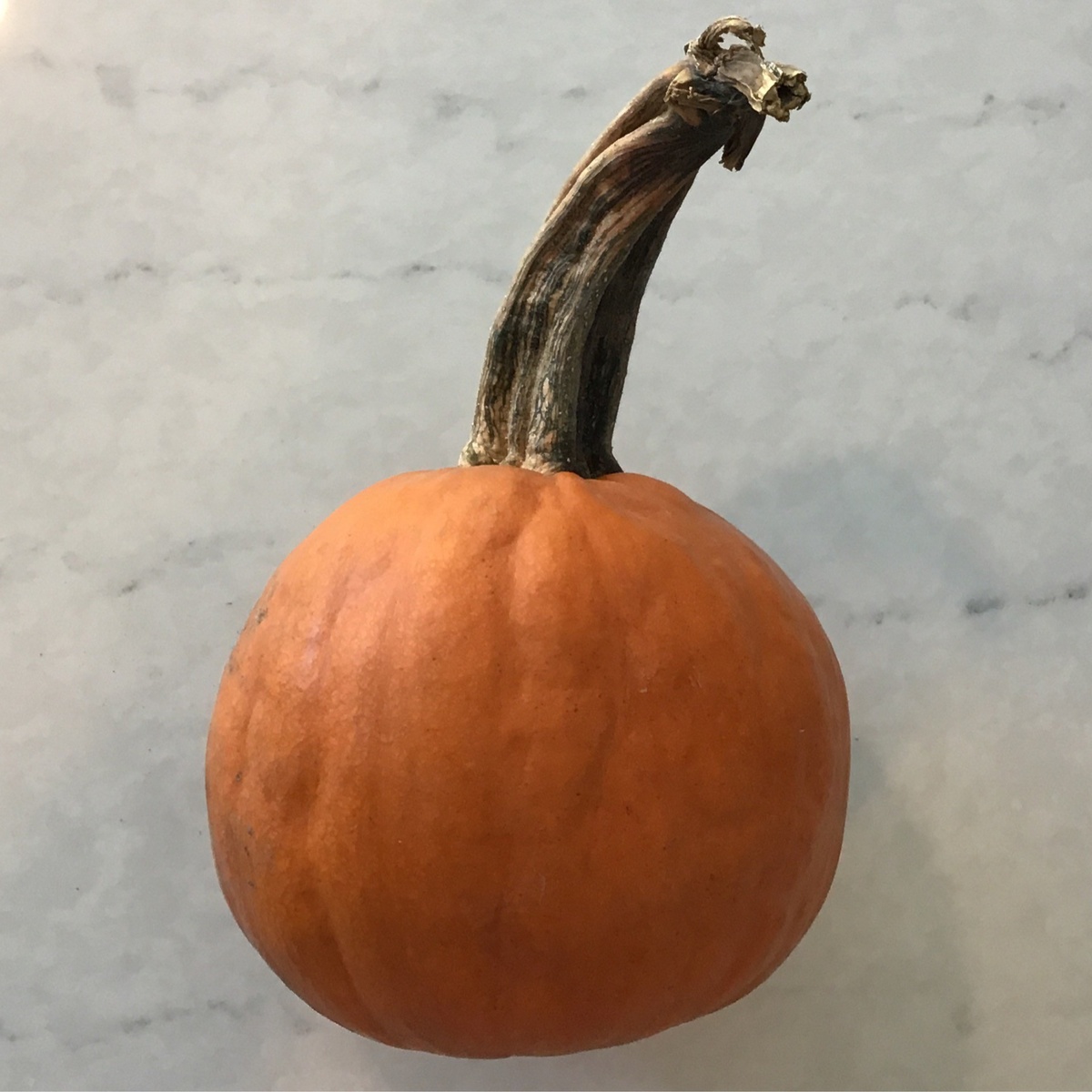 Wolff Farms Pie Pumpkins, Organic (each)